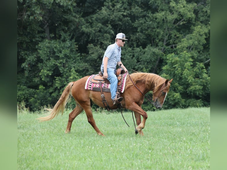 Mustang (amerikanisch) Wallach 5 Jahre 152 cm Dunkelfuchs in Parkers Lake, KY