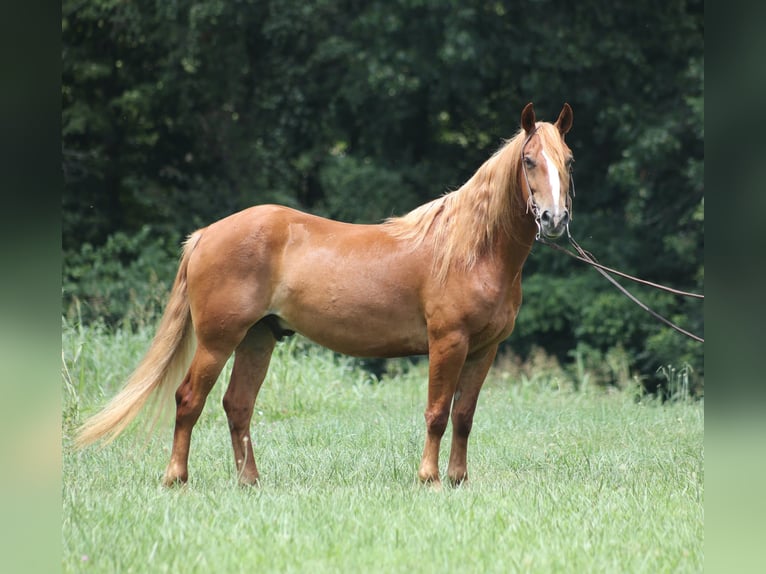Mustang (amerikanisch) Wallach 5 Jahre 152 cm Dunkelfuchs in Parkers Lake, KY