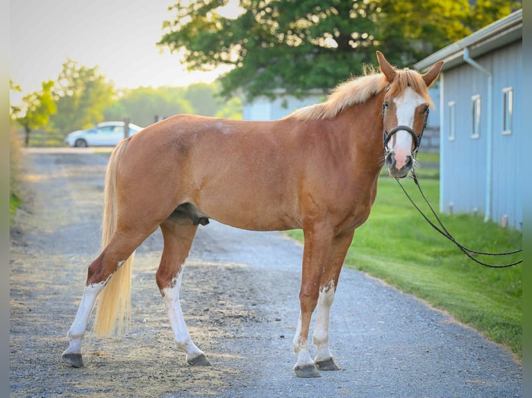 Mustang (amerikanisch) Wallach 5 Jahre Rotfuchs in MIdway KY