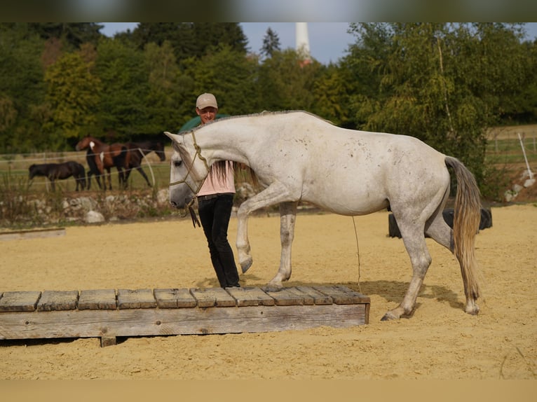 Mustang (amerikanisch) Wallach 6 Jahre 144 cm Schimmel in Heinzenbach