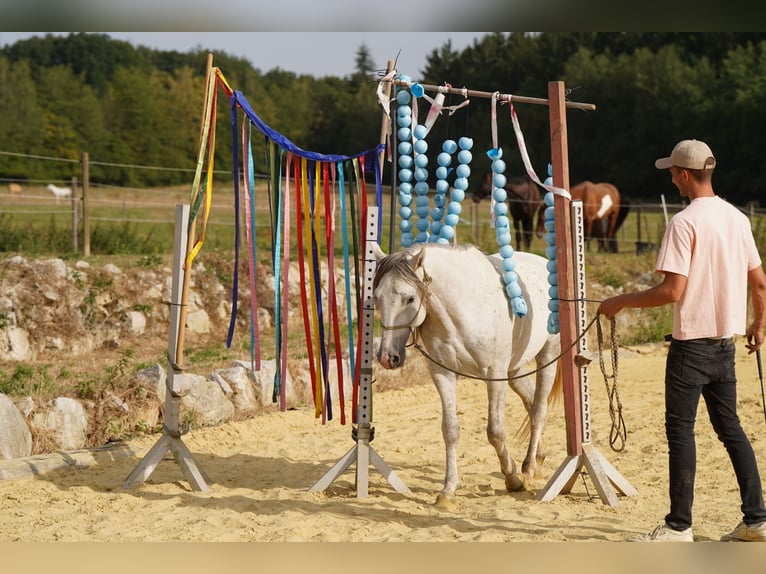 Mustang (amerikanisch) Wallach 6 Jahre 144 cm Schimmel in Heinzenbach