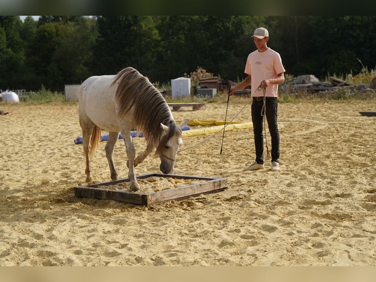 Mustang (amerikanisch) Wallach 6 Jahre 144 cm Schimmel in Heinzenbach