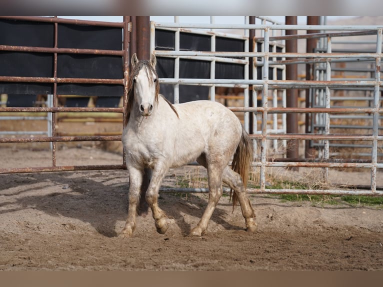 Mustang (amerikanisch) Wallach 6 Jahre 144 cm Schimmel in Heinzenbach