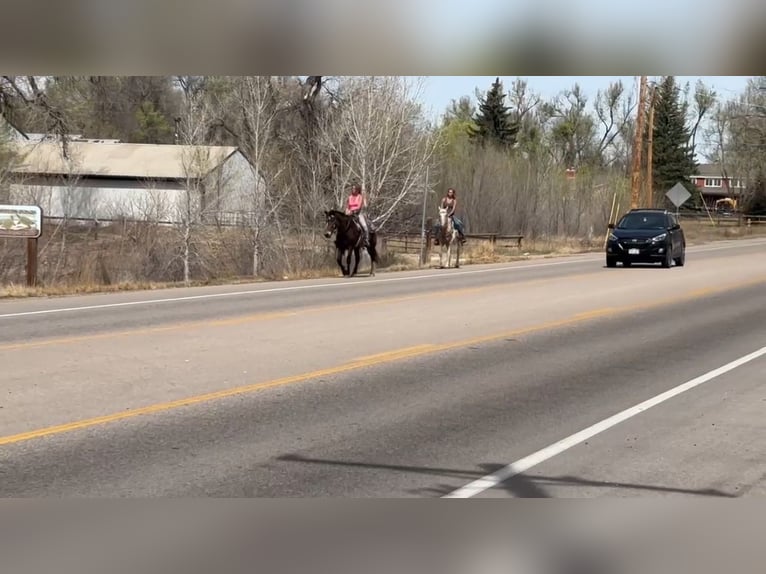 Mustang (amerikanisch) Wallach 6 Jahre 145 cm Rotbrauner in Fort Collins