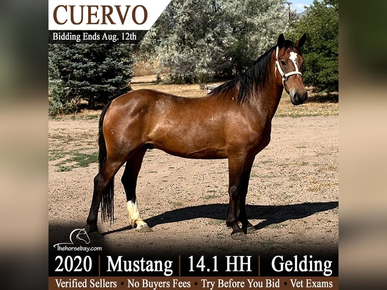 Mustang (amerikanisch) Wallach 6 Jahre 145 cm Rotbrauner in Fort Collins, CO