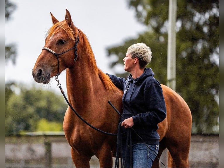 Mustang (amerikanisch) Wallach 6 Jahre 148 cm Fuchs in Wedemark