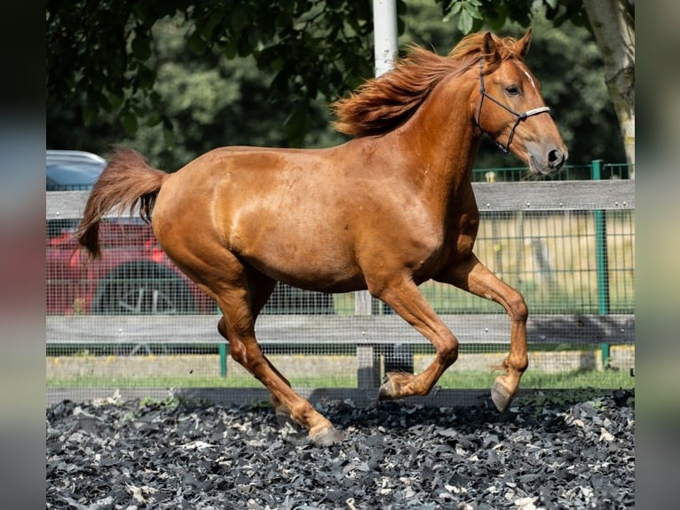 Mustang (amerikanisch) Wallach 6 Jahre 148 cm Fuchs in Wedemark
