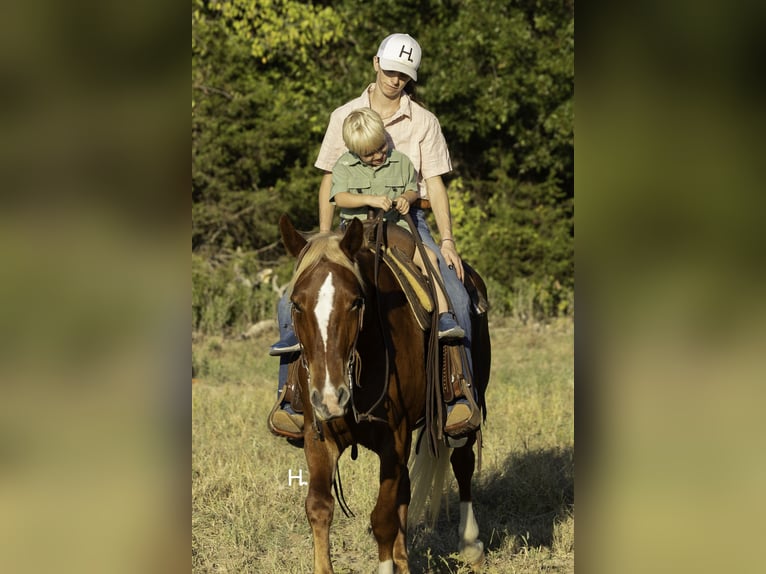 Mustang (amerikanisch) Wallach 6 Jahre 150 cm Dunkelfuchs in Weatherford