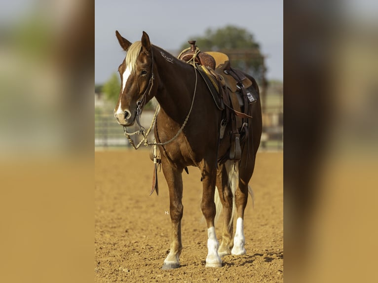Mustang (amerikanisch) Wallach 6 Jahre 150 cm Dunkelfuchs in Weatherford