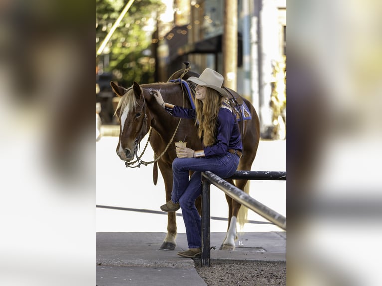 Mustang (amerikanisch) Wallach 6 Jahre 150 cm Dunkelfuchs in Weatherford