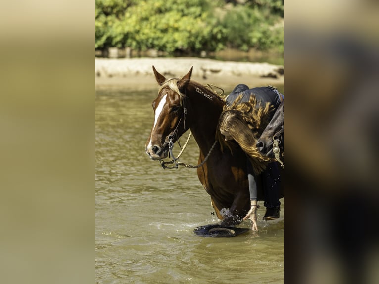 Mustang (amerikanisch) Wallach 6 Jahre 150 cm Dunkelfuchs in Weatherford