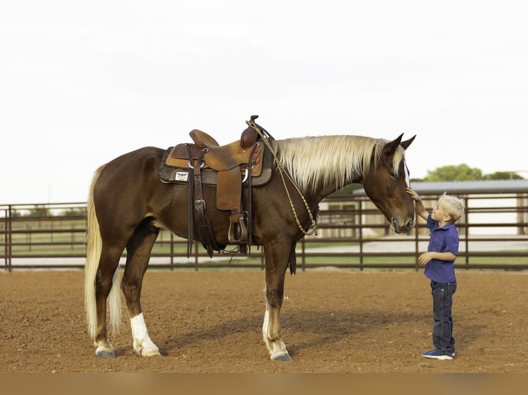Mustang (amerikanisch) Wallach 6 Jahre 150 cm Dunkelfuchs in Weatherford