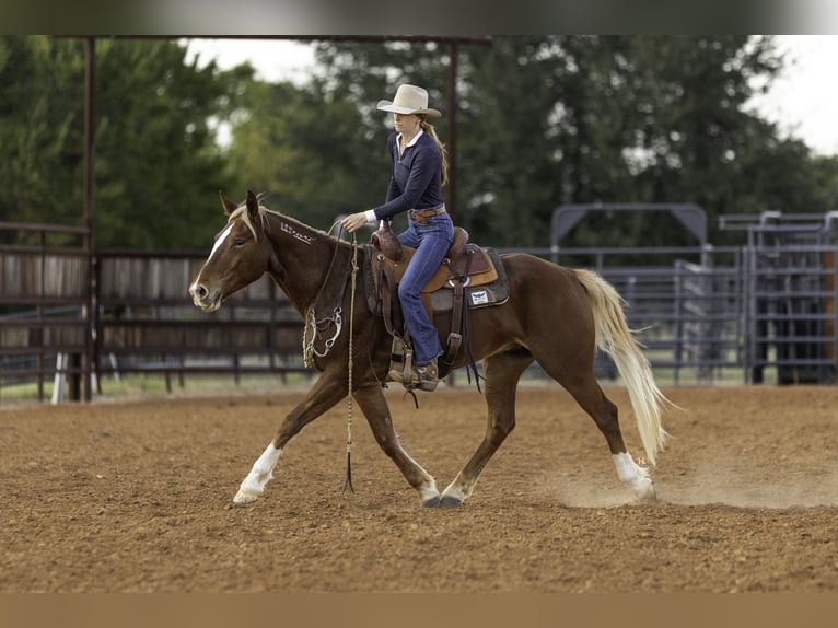 Mustang (amerikanisch) Wallach 6 Jahre 150 cm Dunkelfuchs in Weatherford
