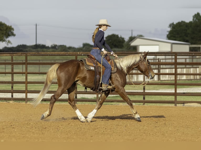 Mustang (amerikanisch) Wallach 6 Jahre 150 cm Dunkelfuchs in Weatherford