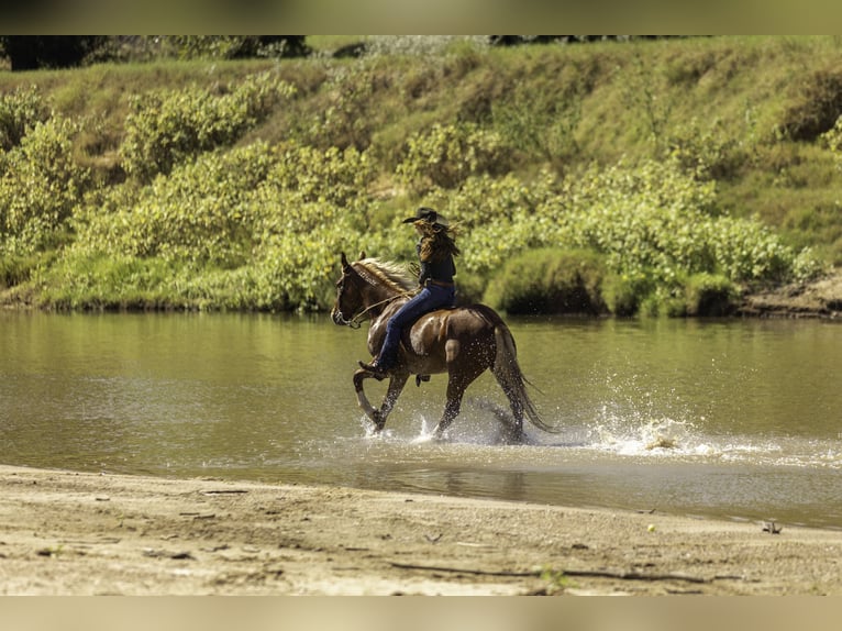 Mustang (amerikanisch) Wallach 6 Jahre 150 cm Dunkelfuchs in Weatherford