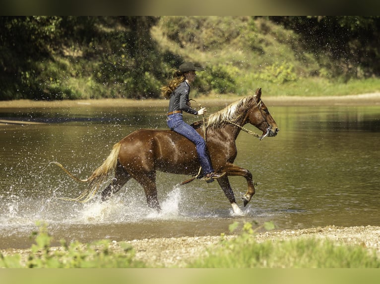 Mustang (amerikanisch) Wallach 6 Jahre 150 cm Dunkelfuchs in Weatherford