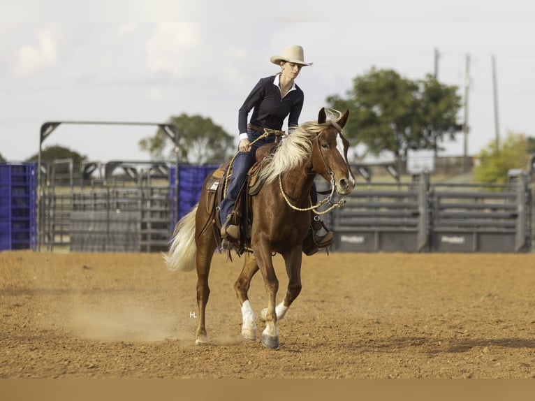 Mustang (amerikanisch) Wallach 6 Jahre 150 cm Dunkelfuchs in Weatherford