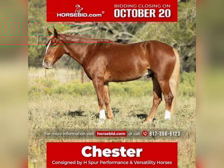 Mustang (amerikanisch) Wallach 6 Jahre 150 cm Dunkelfuchs in Weatherford
