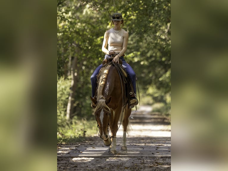 Mustang (amerikanisch) Wallach 6 Jahre 150 cm Dunkelfuchs in Weatherford