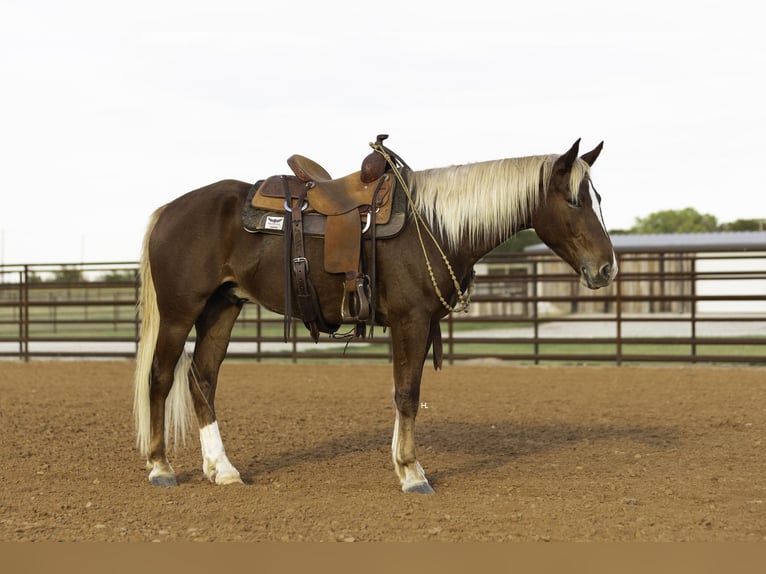 Mustang (amerikanisch) Wallach 6 Jahre 150 cm Dunkelfuchs in Weatherford