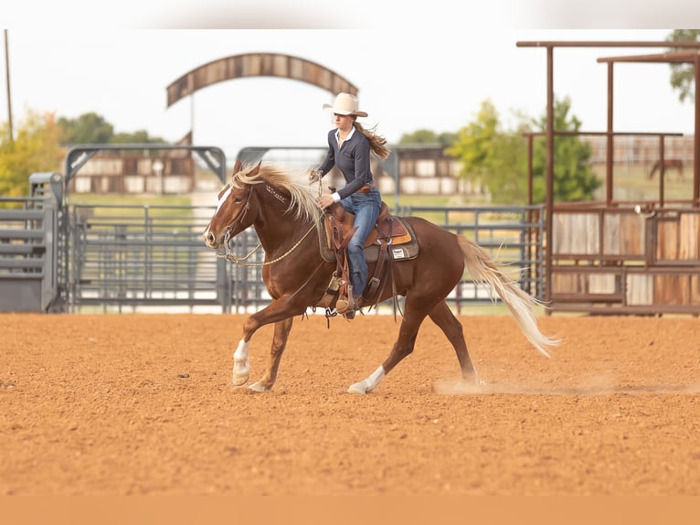 Mustang (amerikanisch) Wallach 6 Jahre 150 cm Dunkelfuchs in Weatherford