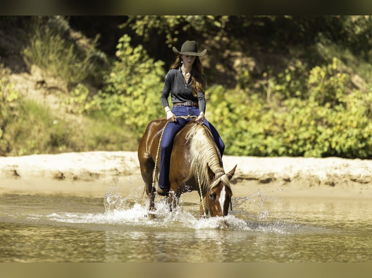 Mustang (amerikanisch) Wallach 6 Jahre 150 cm Dunkelfuchs in Weatherford