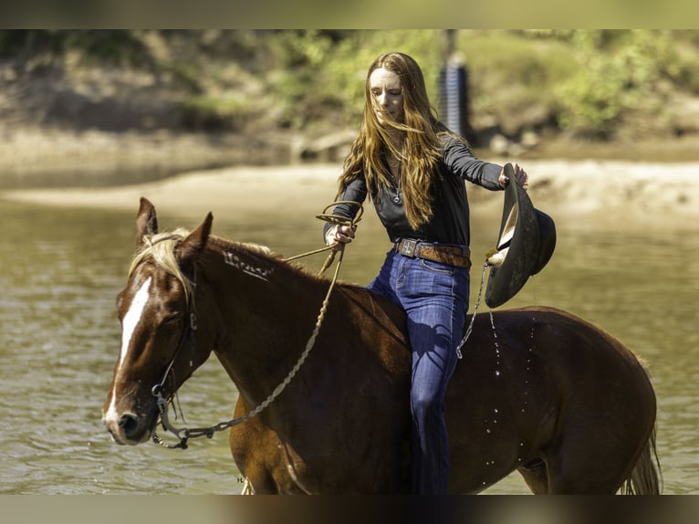 Mustang (amerikanisch) Wallach 6 Jahre 150 cm Dunkelfuchs in Weatherford
