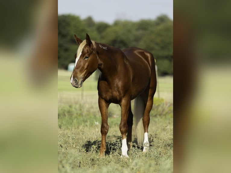 Mustang (amerikanisch) Wallach 6 Jahre 150 cm Dunkelfuchs in Weatherford