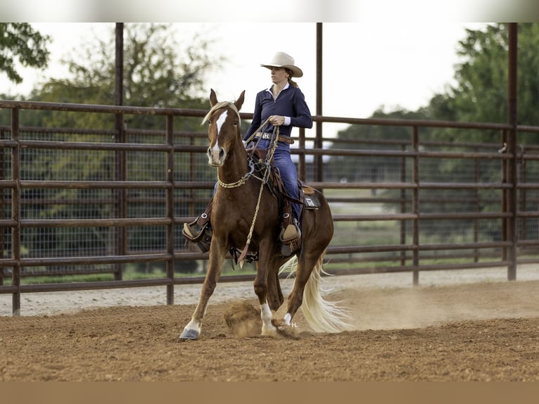 Mustang (amerikanisch) Wallach 6 Jahre 150 cm Dunkelfuchs in Weatherford
