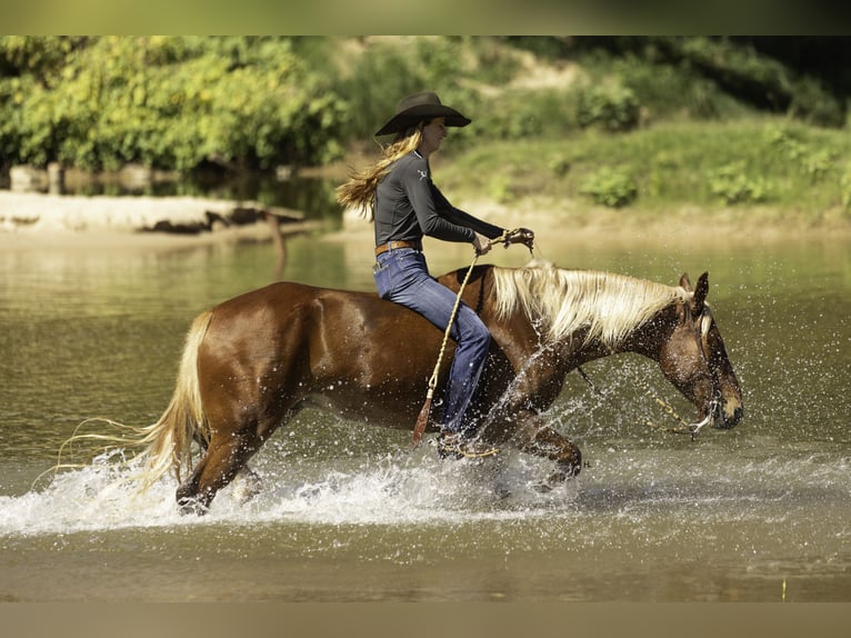 Mustang (amerikanisch) Wallach 6 Jahre 150 cm Dunkelfuchs in Weatherford