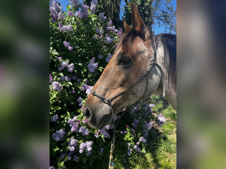 Mustang (amerikanisch) Wallach 6 Jahre 152 cm Roan-Red in USA