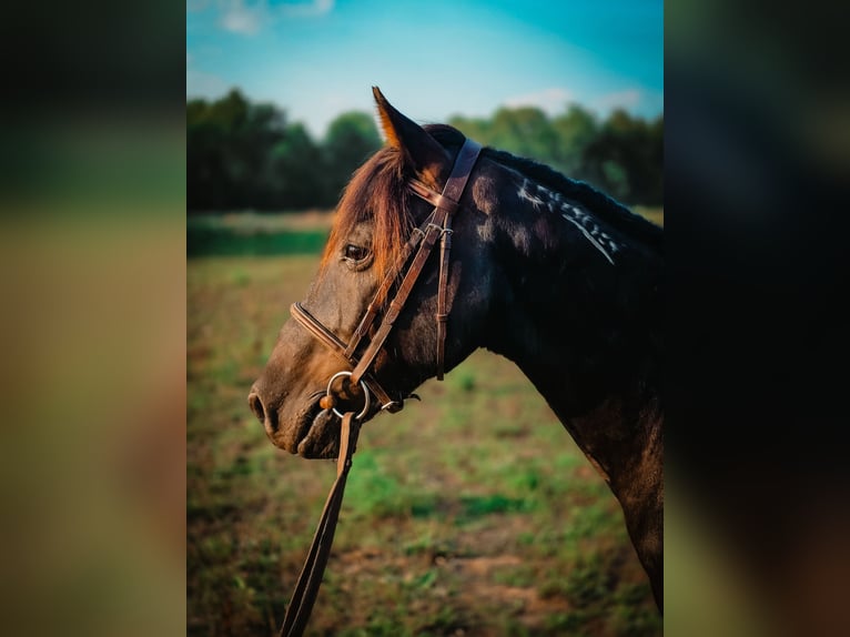 Mustang (amerikanisch) Wallach 7 Jahre 132 cm Rappe in Croton