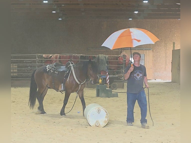 Mustang (amerikanisch) Wallach 7 Jahre 142 cm Rotbrauner in Charleston, IL