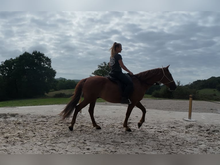 Mustang (amerikanisch) Wallach 7 Jahre 144 cm Fuchs in Branceilles