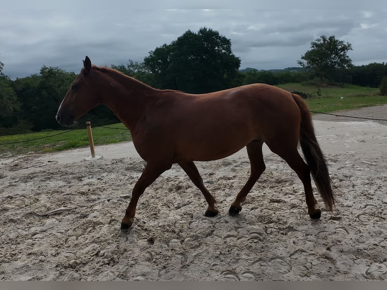 Mustang (amerikanisch) Wallach 7 Jahre 144 cm Fuchs in Branceilles