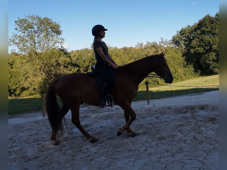 Mustang (amerikanisch) Wallach 7 Jahre 144 cm Fuchs in Branceilles