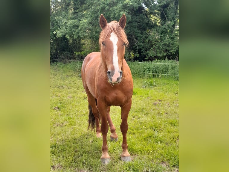 Mustang (amerikanisch) Wallach 7 Jahre 144 cm Fuchs in Branceilles