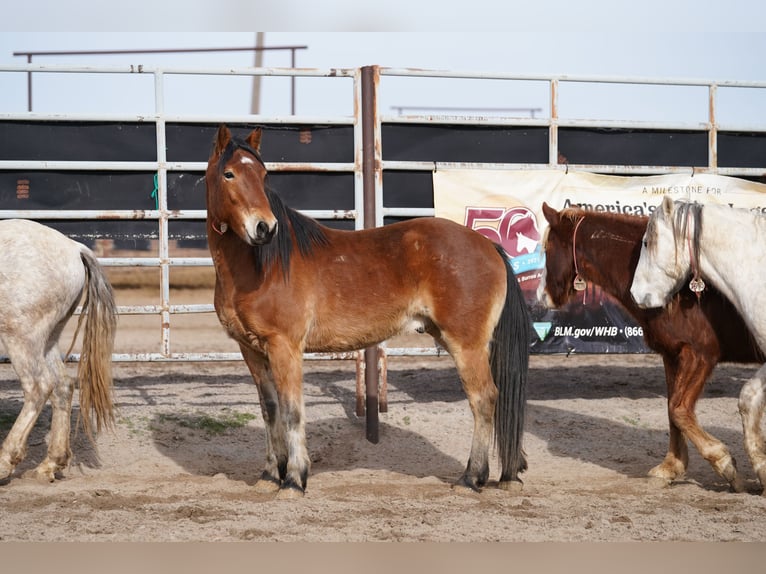 Mustang (amerikanisch) Wallach 7 Jahre 147 cm Brauner in Lauchringen