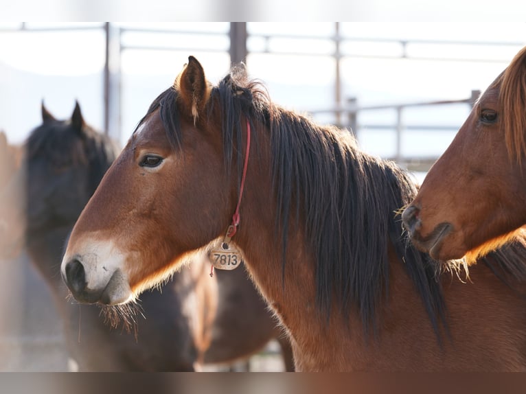 Mustang (amerikanisch) Wallach 7 Jahre 147 cm Brauner in Lauchringen