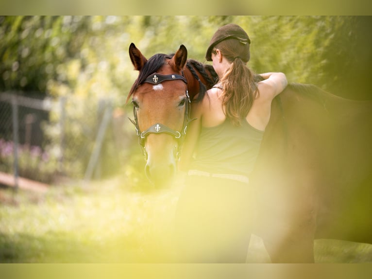 Mustang (amerikanisch) Wallach 7 Jahre 147 cm Brauner in Lauchringen