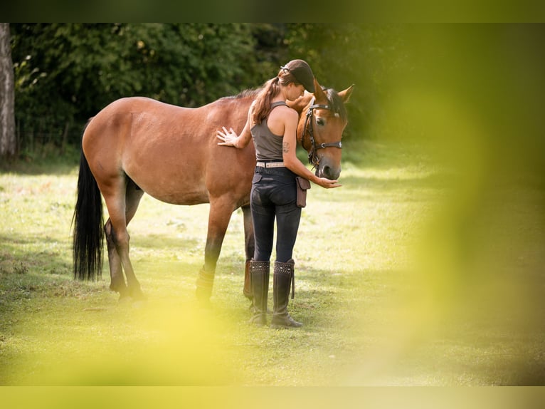 Mustang (amerikanisch) Wallach 7 Jahre 147 cm Brauner in Lauchringen