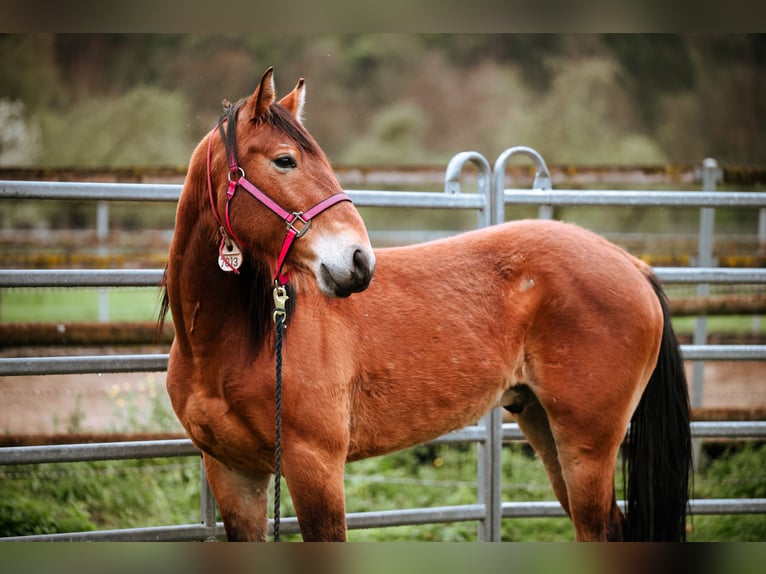 Mustang (amerikanisch) Wallach 7 Jahre 147 cm Brauner in Lauchringen