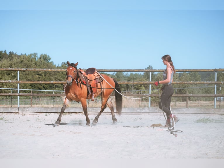 Mustang (amerikanisch) Wallach 7 Jahre 147 cm Brauner in Lauchringen