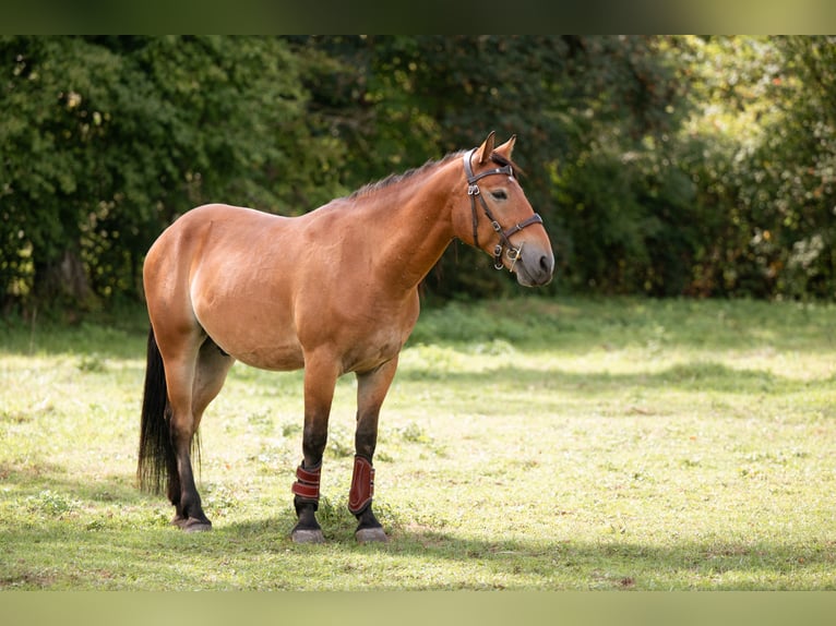 Mustang (amerikanisch) Wallach 7 Jahre 147 cm Brauner in Lauchringen