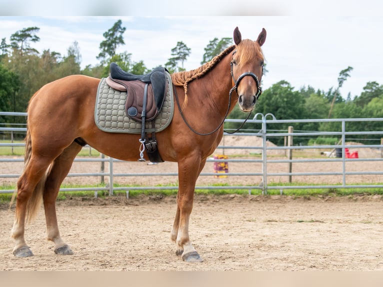 Mustang (amerikanisch) Wallach 7 Jahre 147 cm Fuchs in Neu Drefahl