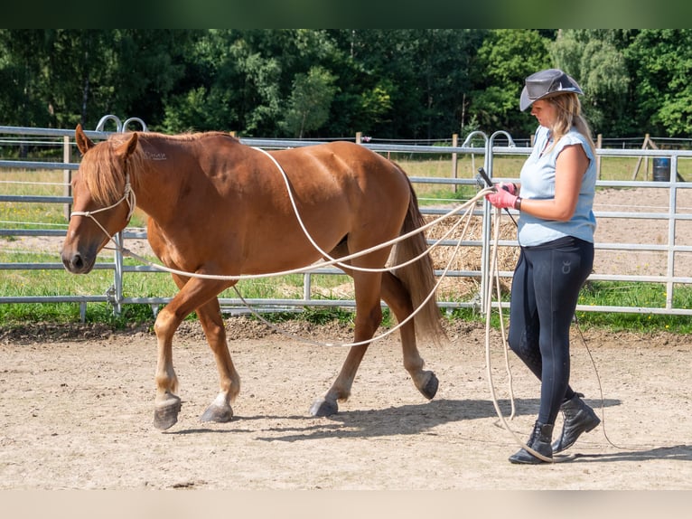 Mustang (amerikanisch) Wallach 7 Jahre 147 cm Fuchs in Neu Drefahl