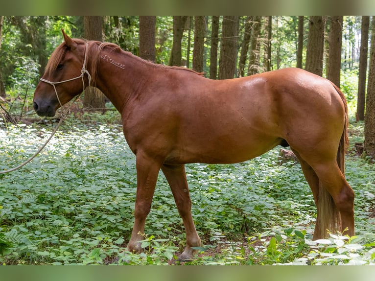 Mustang (amerikanisch) Wallach 7 Jahre 147 cm Fuchs in Neu Drefahl