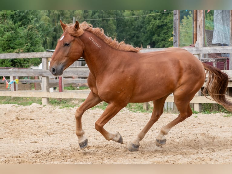 Mustang (amerikanisch) Wallach 7 Jahre 147 cm Fuchs in Neu Drefahl