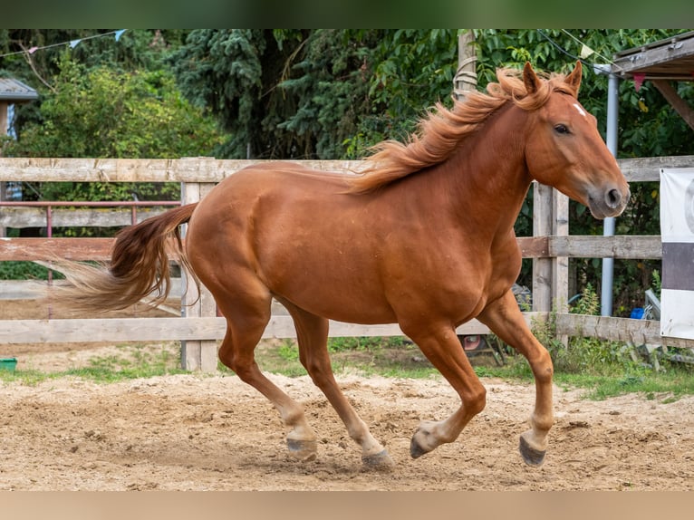 Mustang (amerikanisch) Wallach 7 Jahre 147 cm Fuchs in Neu Drefahl