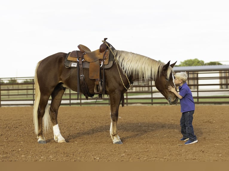 Mustang (amerikanisch) Wallach 7 Jahre 150 cm Dunkelfuchs in Weatherford